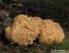kotrč kadeřavý (Houby), Sparassis crispa (Fungi)